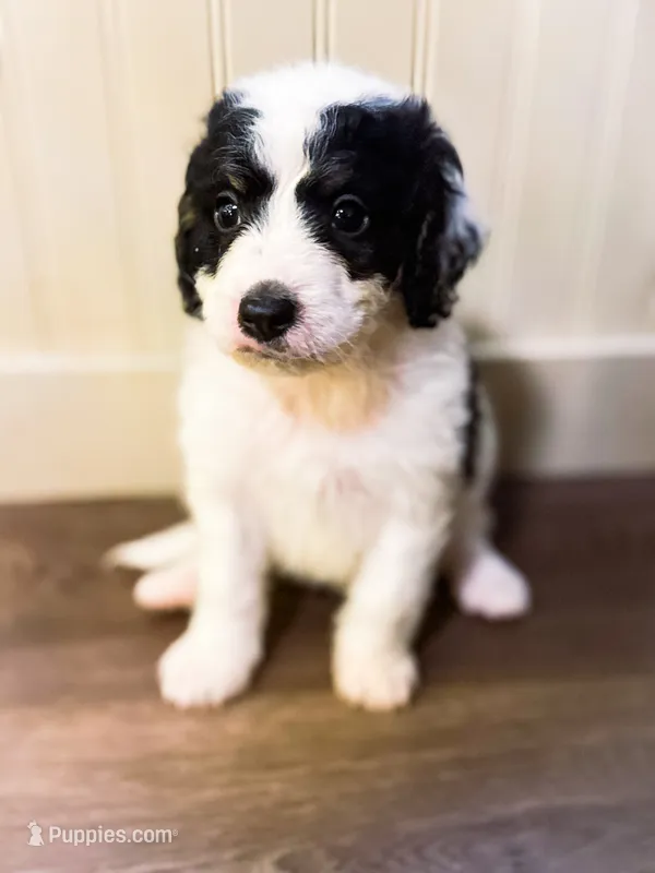 Buster  – Miniature Bernedoodle puppy for sale in Hagerstown, IN