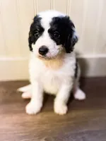 Buster , a male Miniature Bernedoodle for sale in Hagerstown, IN – 2 of 10