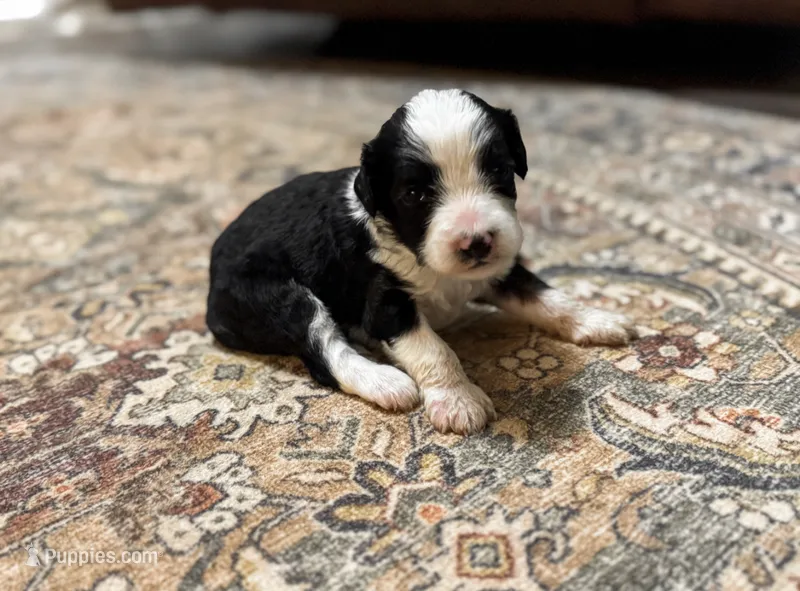 Ranger  – Miniature Bernedoodle puppy for sale in Hagerstown, IN