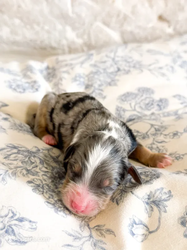 Sylvia – Miniature Bernedoodle puppy for sale in Hagerstown, IN