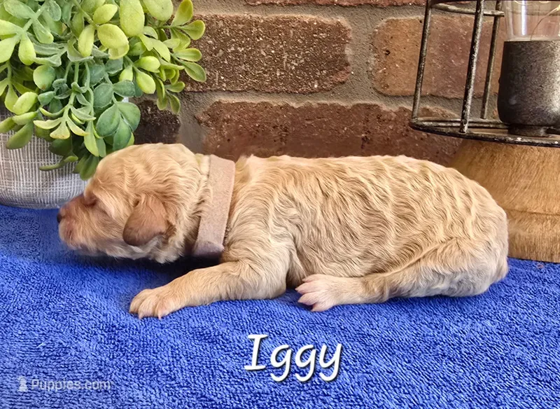 F1bb Iggy – Miniature Goldendoodle puppy for sale in Hagerstown, IN