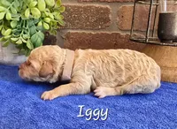 F1bb Iggy, a male Miniature Goldendoodle for sale in Hagerstown, IN – 1 of 3