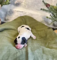 processed/95b79791-5157-4080-ae93-275fb4778cae/listing/75ee2c83-8f19-49c4-9de3-20dc31b05e10/324ee75f-5405-4bc4-9490-3a28bab86a7e