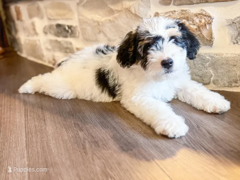 F1b Diamond – Miniature Bernedoodle puppy for sale in Hagerstown, IN