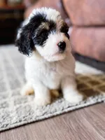 F1b Diamond, a female Miniature Bernedoodle for sale in Hagerstown, IN – Photo 3 of 4