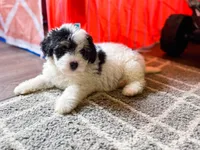 F1b Diamond, a female Miniature Bernedoodle for sale in Hagerstown, IN – Photo 2 of 4