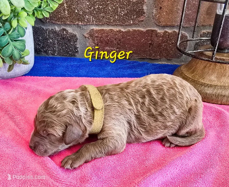 F1bb Ginger  – Miniature Goldendoodle puppy on hold in Hagerstown, IN
