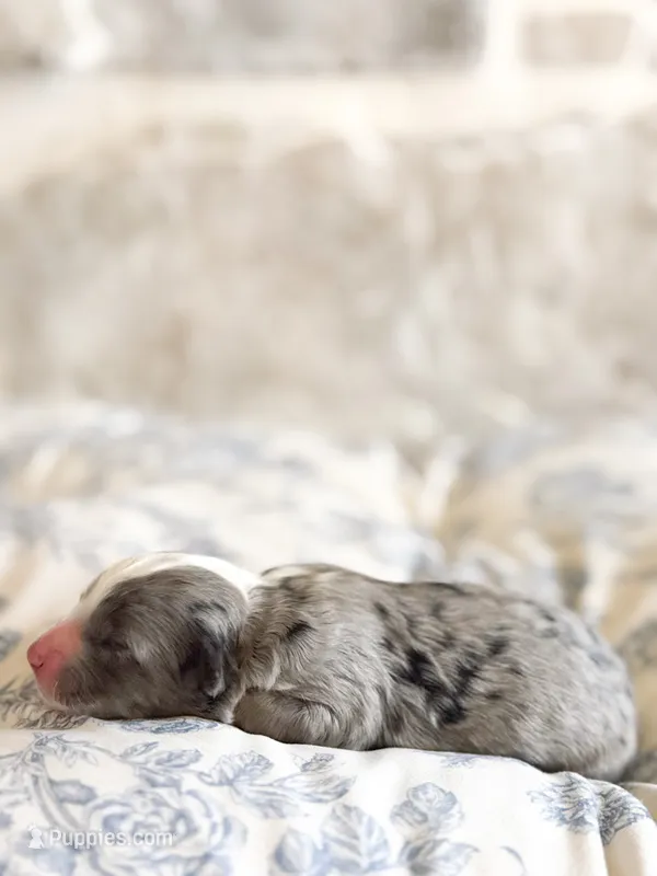 Arthur – Miniature Bernedoodle puppy for sale in Hagerstown, IN