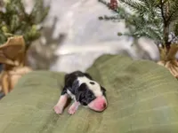 processed/95b79791-5157-4080-ae93-275fb4778cae/listing/7e462e5a-335c-4ff2-8757-86819d25a1dd/1c1d3fa1-fb38-4c13-8a11-afadd0fd8c2c