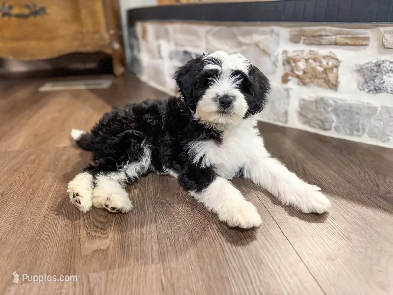 F1b Socks – Miniature Bernedoodle puppy for sale in Hagerstown, IN