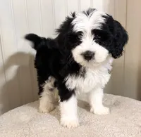 F1b Socks, a female Miniature Bernedoodle for sale in Hagerstown, IN – Photo 1 of 4