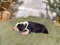 processed/95b79791-5157-4080-ae93-275fb4778cae/listing/7e462e5a-335c-4ff2-8757-86819d25a1dd/673ad760-6bde-4d8b-b7a9-037fd0d7f4c9