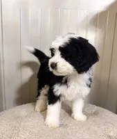 F1b Socks, a female Miniature Bernedoodle for sale in Hagerstown, IN – Photo 3 of 4