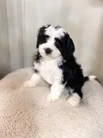 F1b Socks, a female Miniature Bernedoodle for sale in Hagerstown, IN – Photo 2 of 4