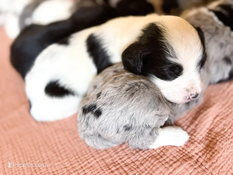 Lottie – Miniature Bernedoodle puppy for sale in Sevierville, TN