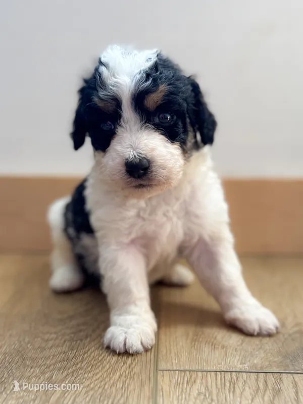 Charlie – Miniature Bernedoodle puppy for sale in Hagerstown, IN