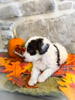 Buster , a male Miniature Bernedoodle for sale in Hagerstown, IN – 4 of 10