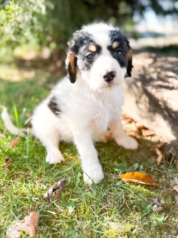 Buster  – Miniature Bernedoodle puppy for sale in Hagerstown, IN