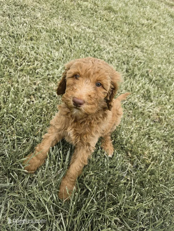 F1bb Huck – Goldendoodle puppy for sale in Hagerstown, IN