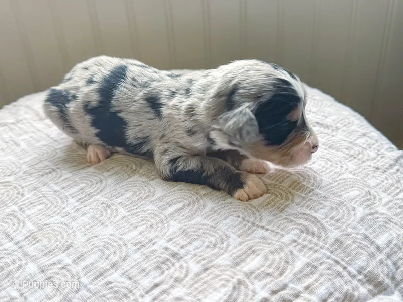 Hollis – Miniature Bernedoodle puppy for sale in Sevierville, TN