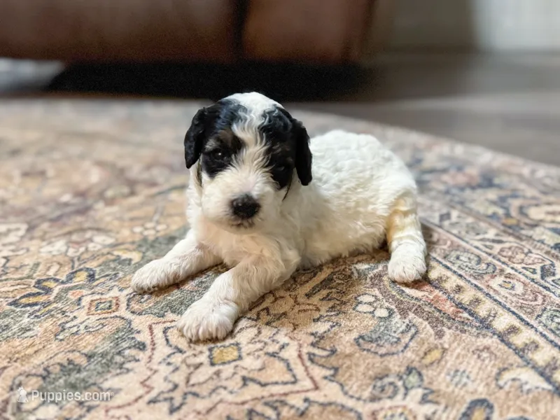 Max – Miniature Bernedoodle puppy for sale in Hagerstown, IN