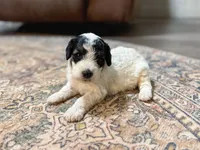 Max, a male Miniature Bernedoodle for sale in Sevierville, TN – 1 of 5