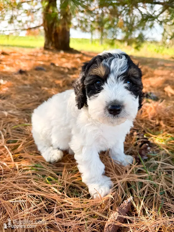Max – Miniature Bernedoodle puppy for sale in Hagerstown, IN