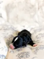Walter, a male Miniature Bernedoodle for sale in Sevierville, TN – 3 of 4