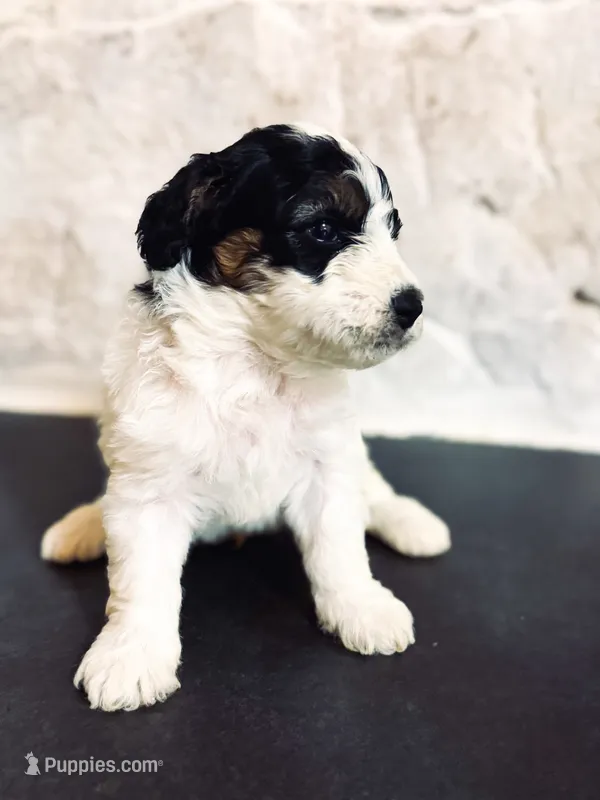Max – Miniature Bernedoodle puppy for sale in Sevierville, TN