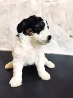 Max, a male Miniature Bernedoodle for sale in Hagerstown, IN – 2 of 10
