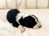 Murphy , a male Miniature Bernedoodle for sale in Sevierville, TN – 2 of 3