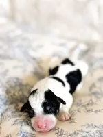 Charlie, a female Miniature Bernedoodle for sale in Sevierville, TN – 2 of 4