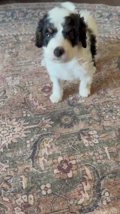 Buster , a male Miniature Bernedoodle for sale in Hagerstown, IN – 9 of 10