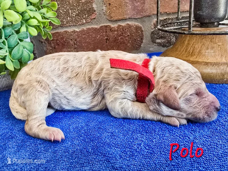 F1bb Polo – Miniature Goldendoodle puppy for sale in Hagerstown, IN
