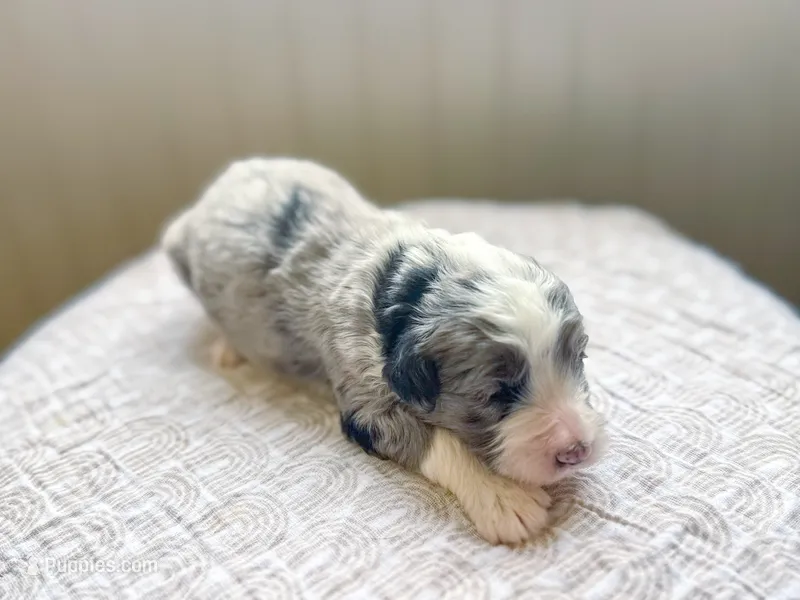 Arthur – Miniature Bernedoodle puppy for sale in Sevierville, TN