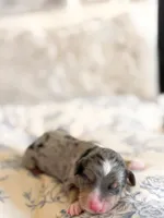 Goldie, a female Miniature Bernedoodle for sale in Sevierville, TN – 3 of 4