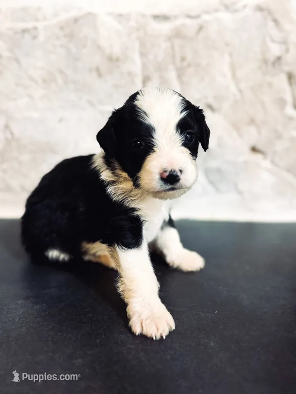 Ranger  – Miniature Bernedoodle puppy for sale in Sevierville, TN