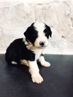 Ranger , a male Miniature Bernedoodle for sale in Hagerstown, IN – 2 of 8
