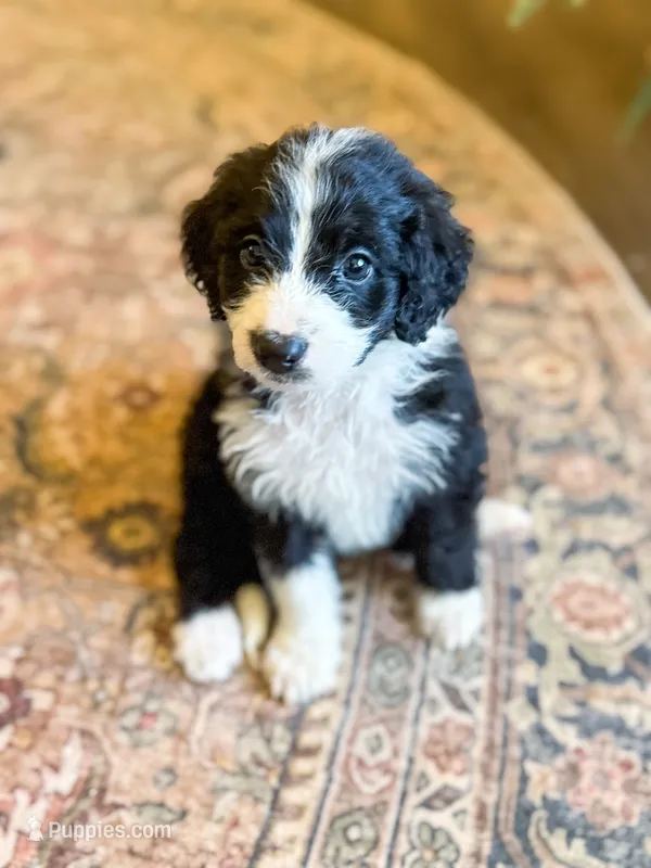 Murphy  – Miniature Bernedoodle puppy for sale in Hagerstown, IN