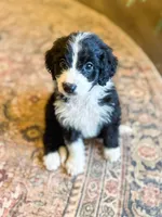 Murphy , a male Miniature Bernedoodle for sale in Hagerstown, IN – 1 of 8