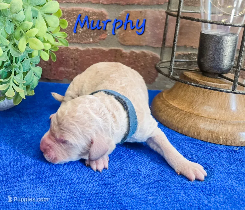 F1bb Murphy  – Miniature Goldendoodle puppy for sale in Hagerstown, IN