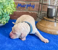 F1bb Murphy , a male Miniature Goldendoodle for sale in Hagerstown, IN – 1 of 3