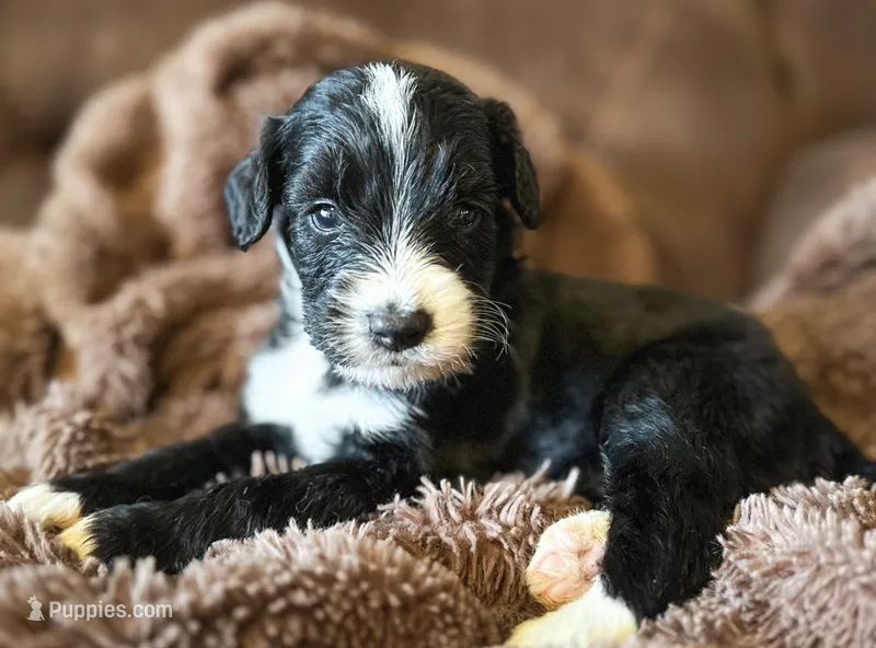 Walter – Miniature Bernedoodle puppy for sale in Hagerstown, IN