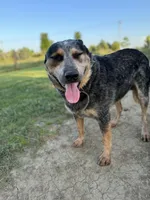 Rambo, a male Australian Cattle Dog for sale in Hagerstown, IN – Photo 4 of 8
