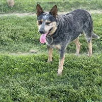 Rambo, a male Australian Cattle Dog for sale in Hagerstown, IN – Photo 5 of 8
