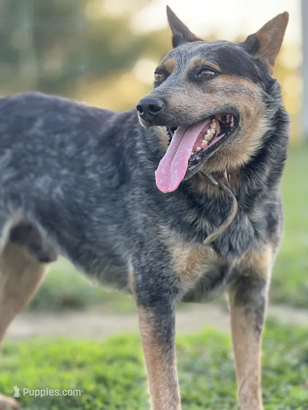 Rambo – Australian Cattle Dog puppy for sale in Hagerstown, IN