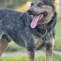 Rambo, a male Australian Cattle Dog for sale in Hagerstown, IN – Photo 6 of 8