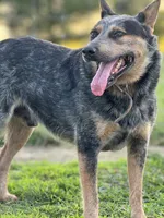Rambo, a male Australian Cattle Dog for sale in Hagerstown, IN – Photo 8 of 8