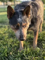 Rambo, a male Australian Cattle Dog for sale in Hagerstown, IN – Photo 3 of 8
