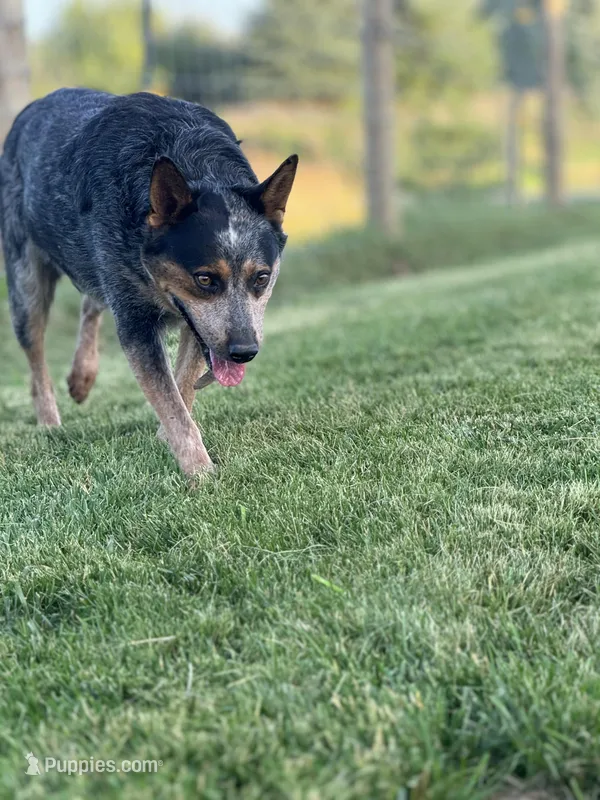 Rambo – Australian Cattle Dog puppy for sale in Hagerstown, IN